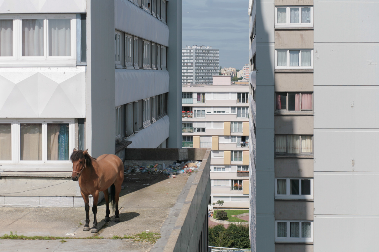 cheval_toit_hlm_manolo_mylonas_photographie_banlieue_paris_paysage_urbain_humain_seine_saint_denis