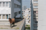 cheval_toit_hlm_manolo_mylonas_photographie_banlieue_paris_paysage_urbain_humain_seine_saint_denis