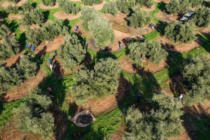 huile-olive_espagne_andalousie_recolte_moisson_paysage_production_champs_oliverais_arbres__manolo_mylonas